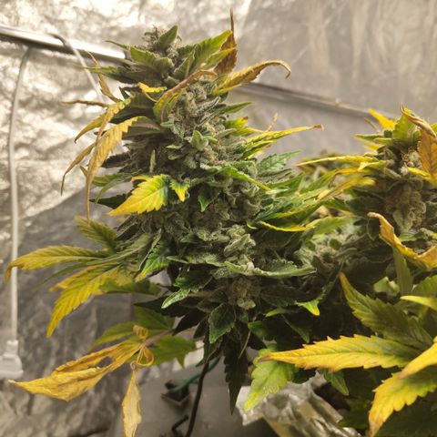 CBD Crack growlog timeline photo