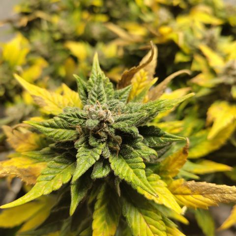 CBD Crack growlog timeline photo