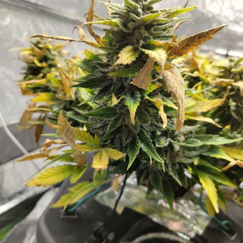 CBD Crack growlog timeline photo