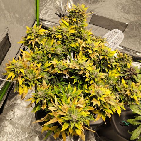 CBD Crack growlog timeline photo