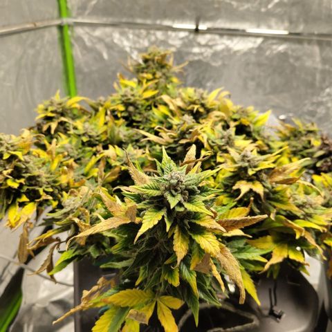 CBD Crack growlog timeline photo