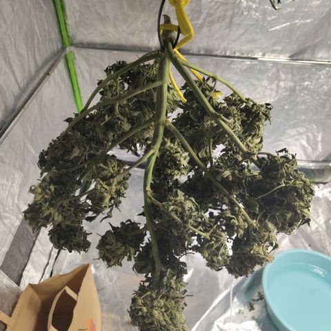 CBD Crack growlog timeline photo
