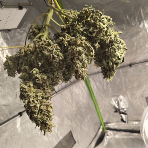CBD Crack growlog timeline photo