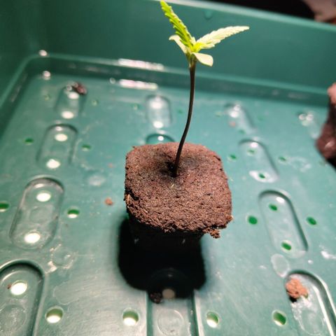 DarkDevil #2 growlog timeline photo