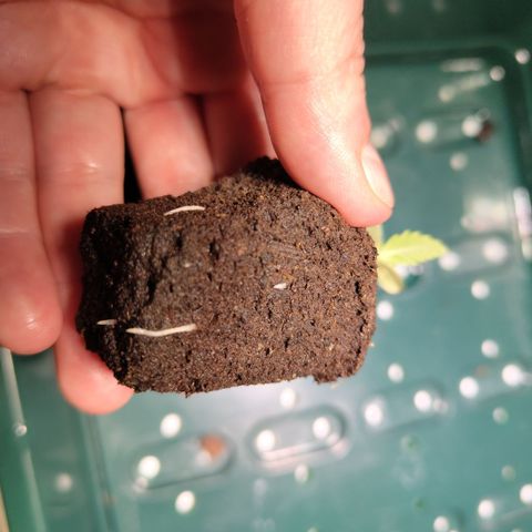 CBD Crack #2 growlog timeline photo