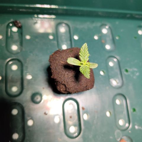CBD Crack #2 growlog timeline photo