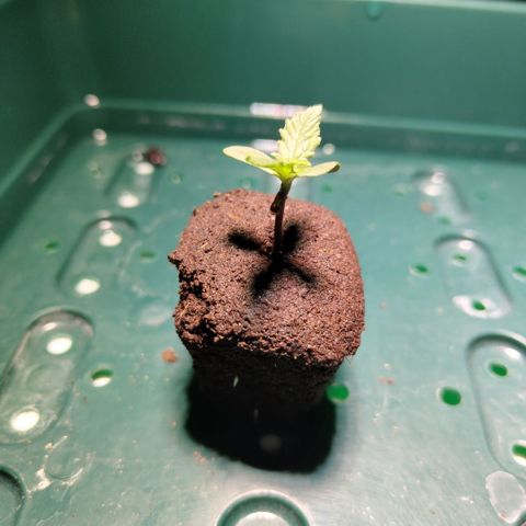 CBD Crack #2 growlog timeline photo
