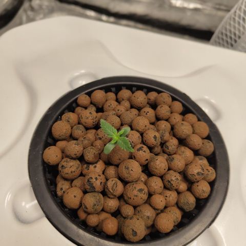 DarkDevil #2 growlog timeline photo