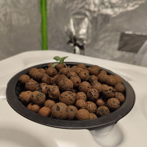 DarkDevil #2 growlog timeline photo