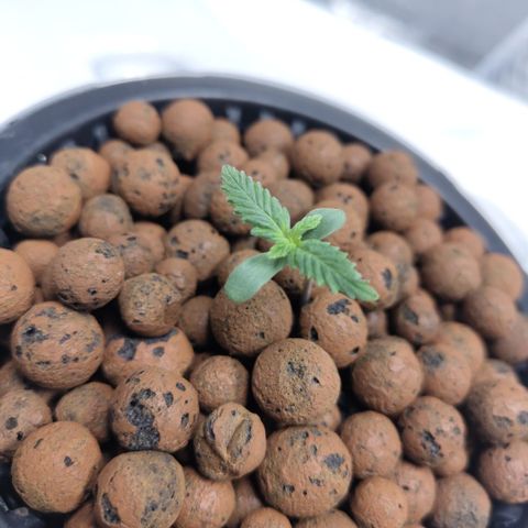 DarkDevil #2 growlog timeline photo
