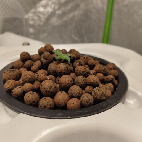 CBD Crack #2 growlog timeline photo