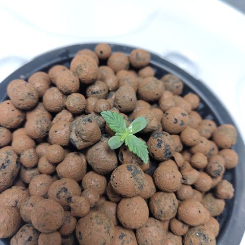 CBD Crack #2 growlog timeline photo
