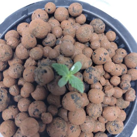 CBD Crack #2 growlog timeline photo
