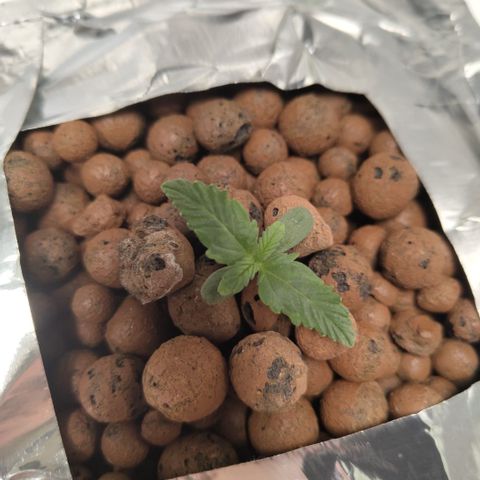 CBD Crack #2 growlog timeline photo