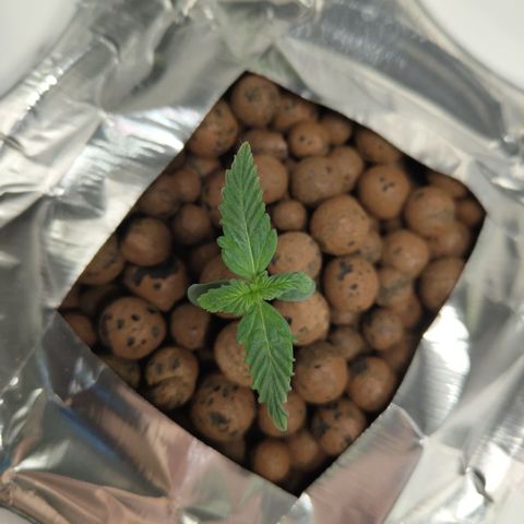 DarkDevil #2 growlog timeline photo