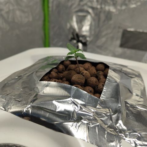 DarkDevil #2 growlog timeline photo