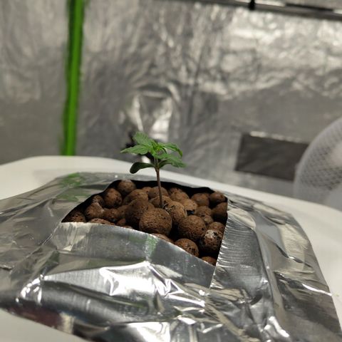 DarkDevil #2 growlog timeline photo