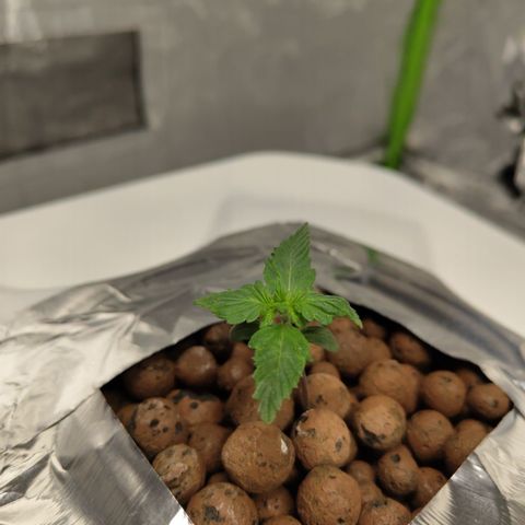 DarkDevil #2 growlog timeline photo