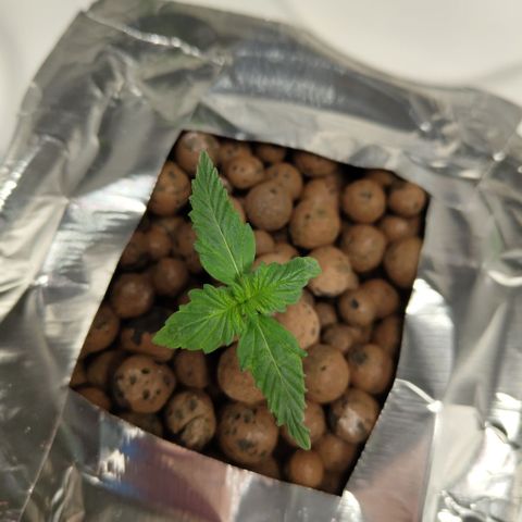 DarkDevil #2 growlog timeline photo