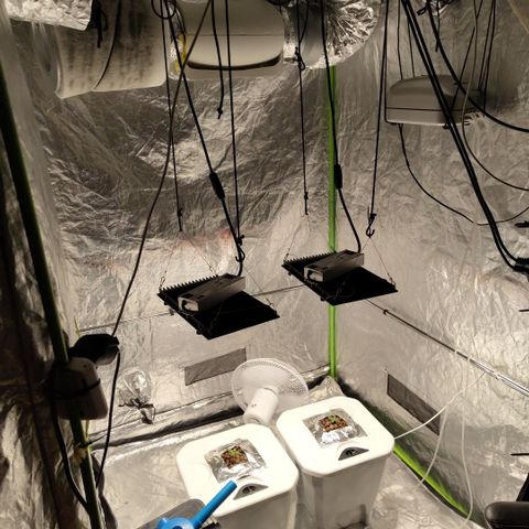 CBD Crack #2 growlog timeline photo
