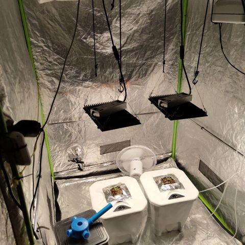 CBD Crack #2 growlog photo: Painted res white