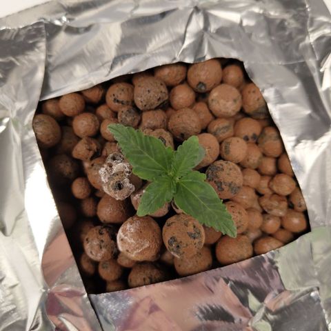 CBD Crack #2 growlog timeline photo