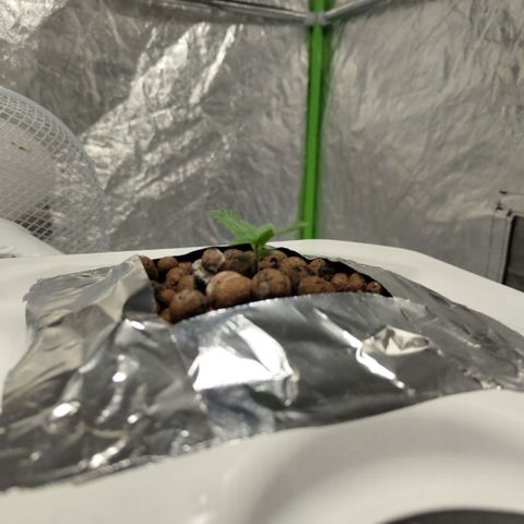 CBD Crack #2 growlog timeline photo