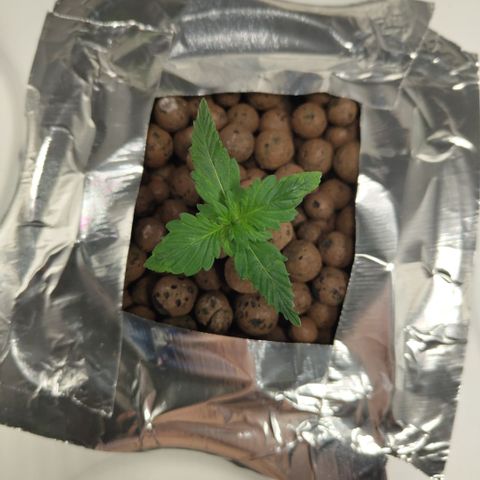 DarkDevil #2 growlog timeline photo