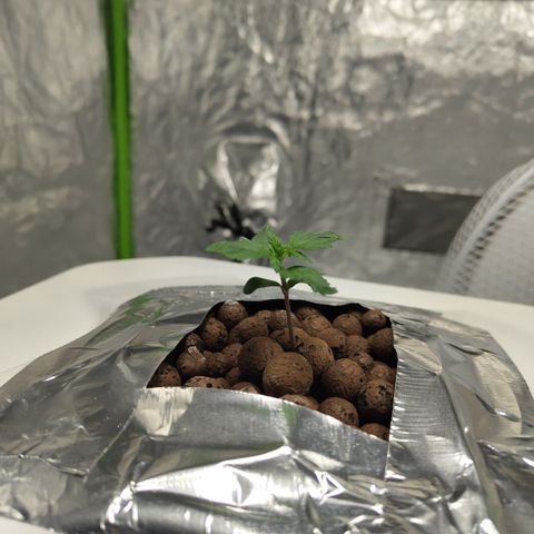 DarkDevil #2 growlog timeline photo
