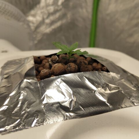 CBD Crack #2 growlog timeline photo