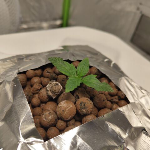 CBD Crack #2 growlog timeline photo
