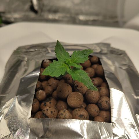 DarkDevil #2 growlog timeline photo