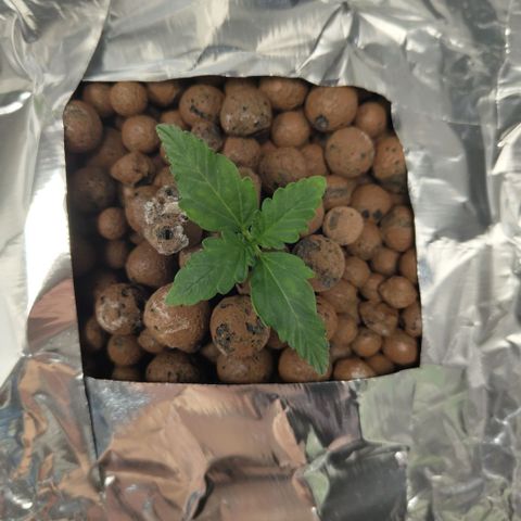 CBD Crack #2 growlog timeline photo