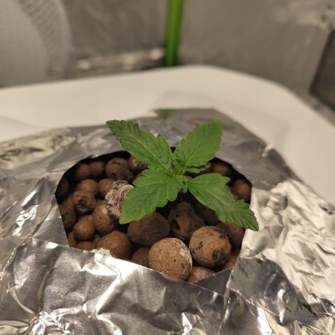 CBD Crack #2 growlog photo: Roots!