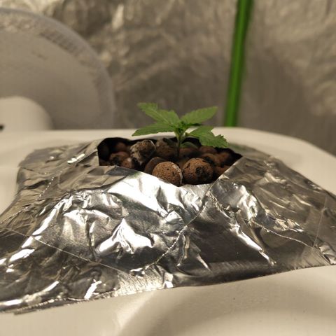 CBD Crack #2 growlog photo: Roots!