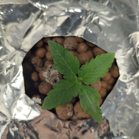 CBD Crack #2 growlog photo: Roots!