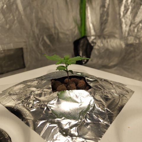 DarkDevil #2 growlog timeline photo