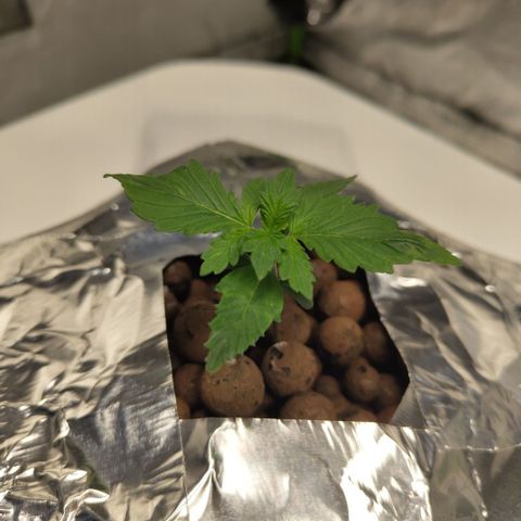 DarkDevil #2 growlog timeline photo