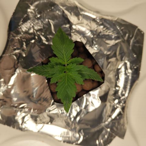 DarkDevil #2 growlog timeline photo