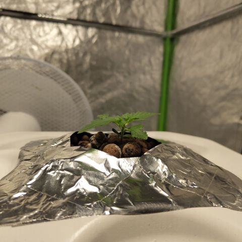 CBD Crack #2 growlog timeline photo