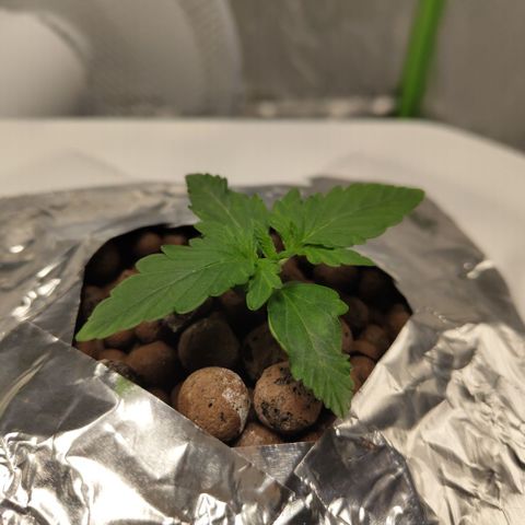 CBD Crack #2 growlog timeline photo