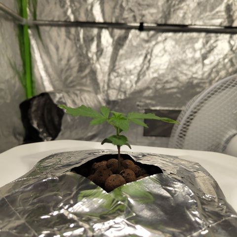 DarkDevil #2 growlog timeline photo