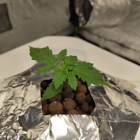 DarkDevil #2 growlog timeline photo