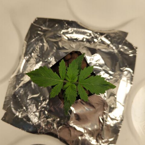 DarkDevil #2 growlog timeline photo