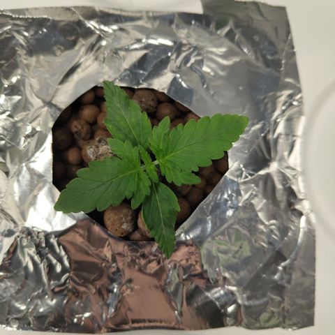 CBD Crack #2 growlog timeline photo