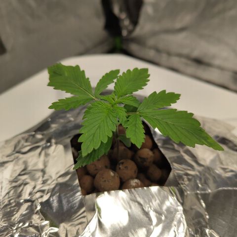 DarkDevil #2 growlog timeline photo
