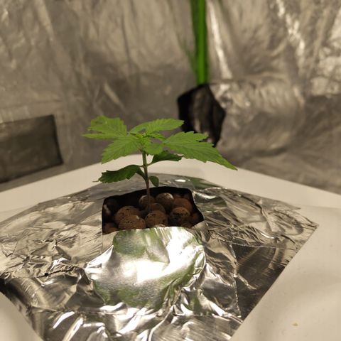 DarkDevil #2 growlog timeline photo