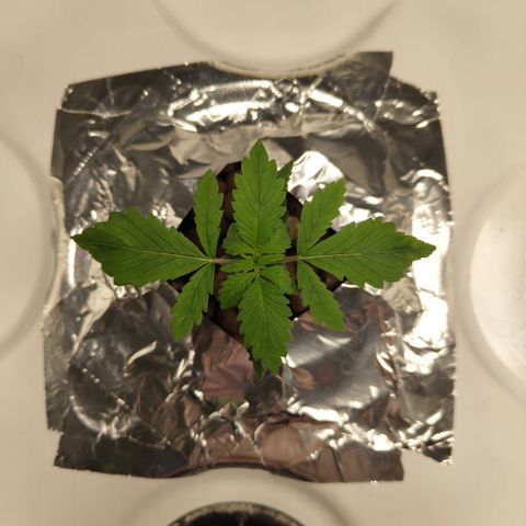 DarkDevil #2 growlog timeline photo