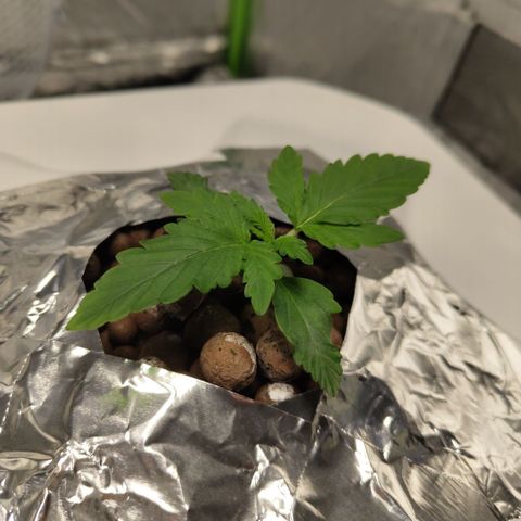 CBD Crack #2 growlog timeline photo