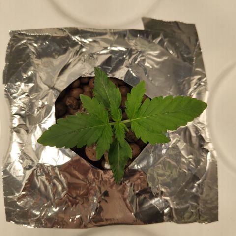 CBD Crack #2 growlog timeline photo